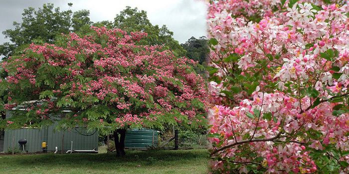 Cassia nodosa - a-alte seminte rare