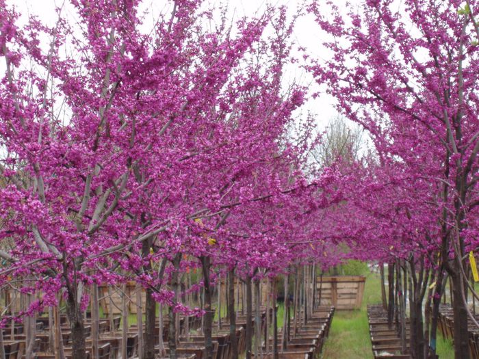 Cercis occidentalis - a- copaci si plante diverse pt Romania