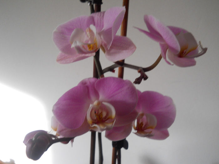 DSCN0457