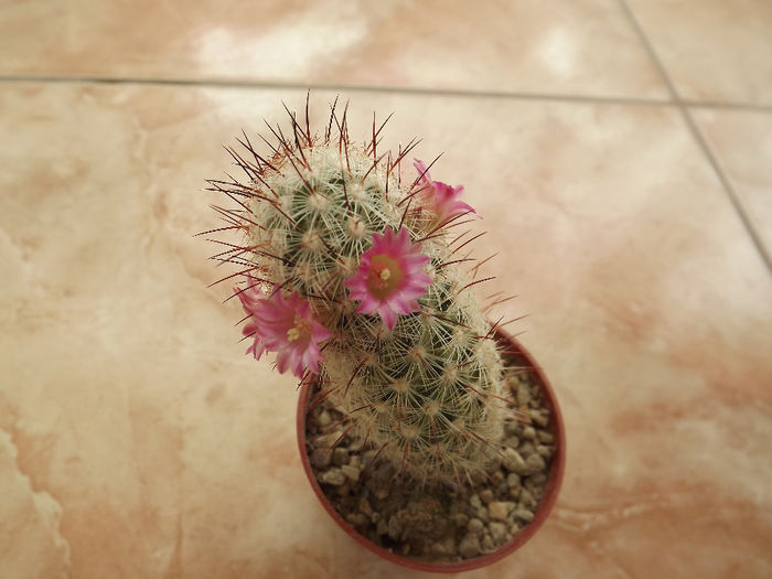 DSCF2529 - Flori cactusi I