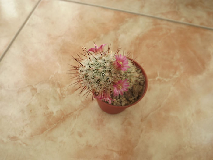 DSCF2530 - Flori cactusi I