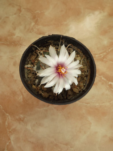 DSCF2601 - Flori cactusi I