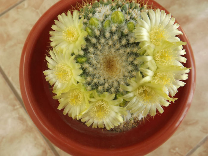 DSCF2599 - Flori cactusi I