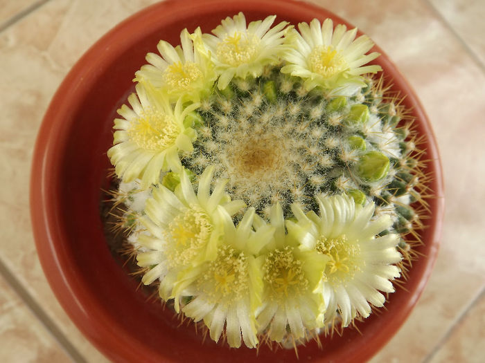 DSCF2597 - Flori cactusi I