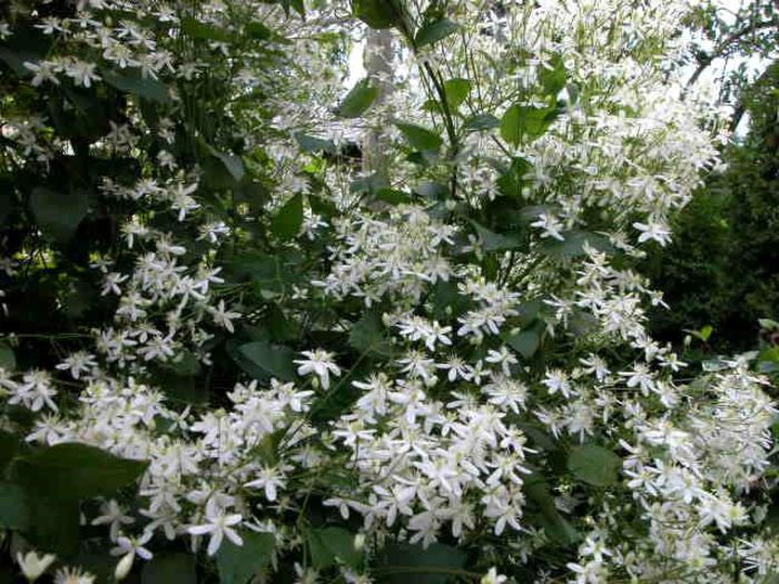 Clematis mandshurica