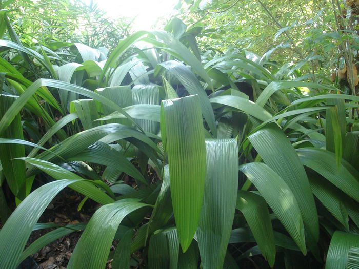 Curculigo capitulata - a-alte seminte rare