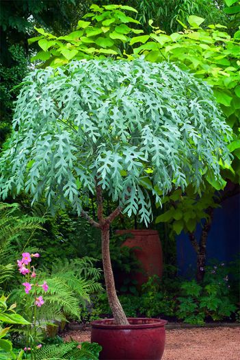 Cussonia paniculata - a-alte seminte rare