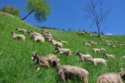 Turma de capre toggenburg - Capre de lapte toggenburg