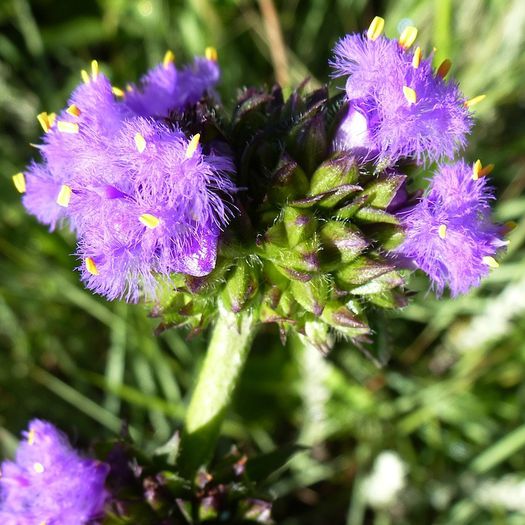 Cyanotis speciosa - a-alte seminte rare