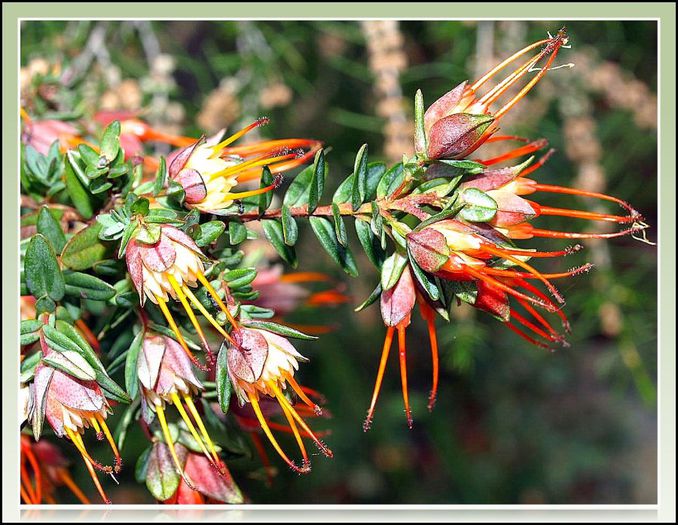 Darwinia citriodora - a-alte seminte rare