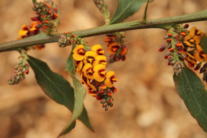 Daviesia latifolia - a-alte seminte rare