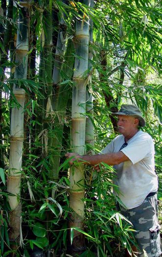 Dendrocalamus barbatus - a-alte seminte rare
