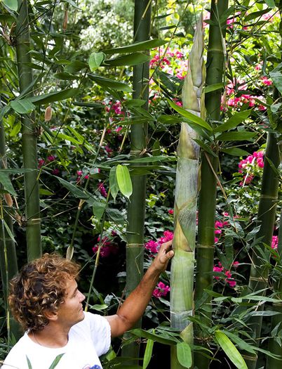 Dendrocalamus calostachyus - a-alte seminte rare