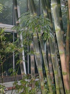 Dendrocalamus strictus - a-alte seminte rare