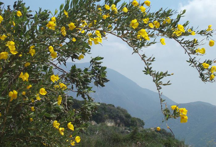 Dendromecon rigida - a-alte seminte rare