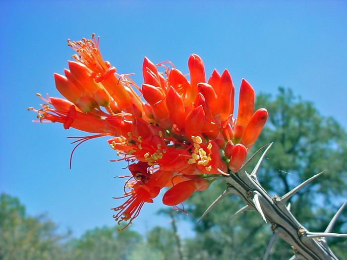 Fouquieria splendens - a-alte seminte rare
