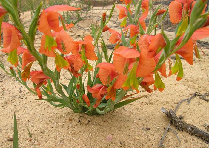 Gladiolus pulcherrimus - a-alte seminte rare