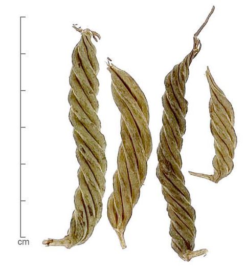 Helicteres isora - a-alte seminte rare