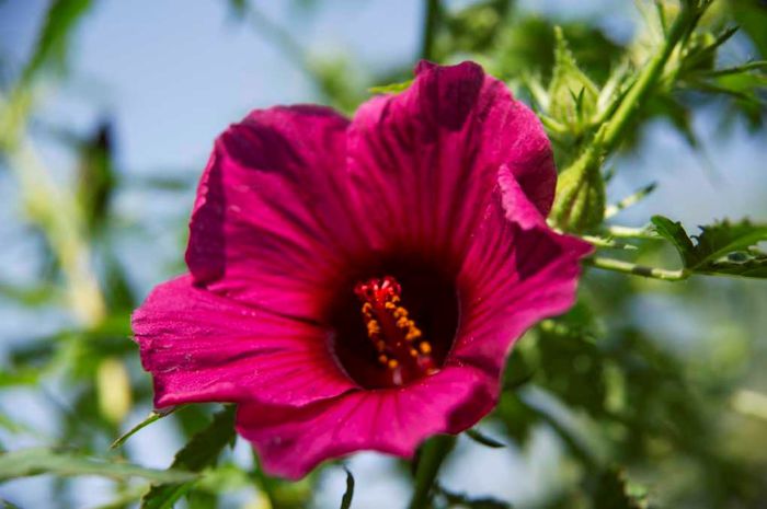 Hibiscus radiatus - a-alte seminte rare