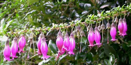 Latua pubiflora - a-alte seminte rare