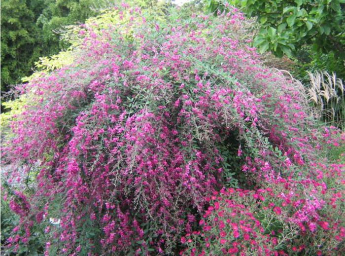 Lespedeza thunbergii - a-alte seminte rare
