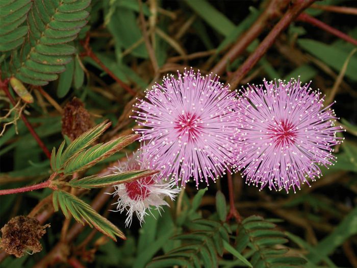 Mimosa-pudica