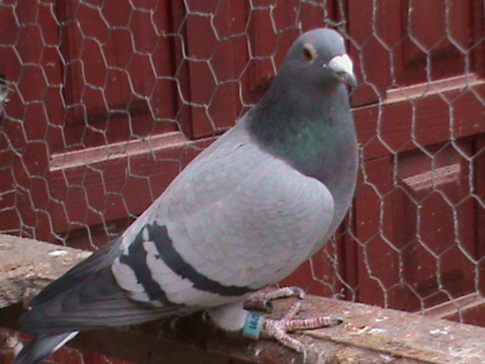 DSC00385; hebberechta
