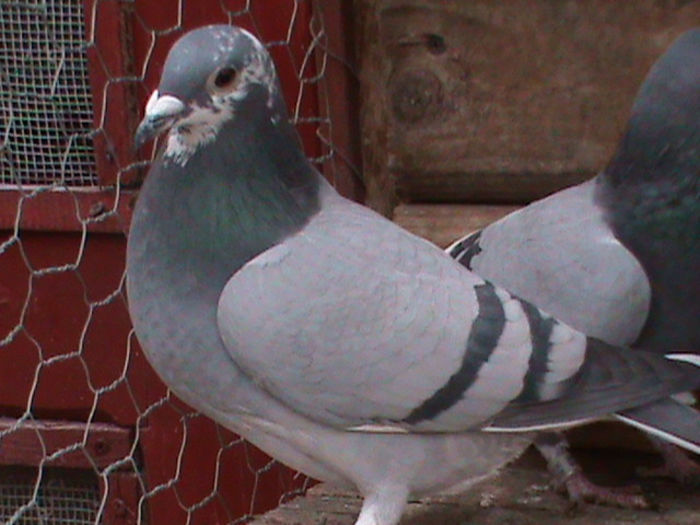 DSC00388; sora cu porumbelul zburat berlin vochin george
