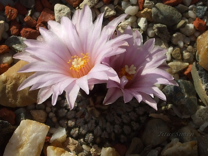 Pelecyphora pseudopectinata -14.02.2014. - Cactusi 2014