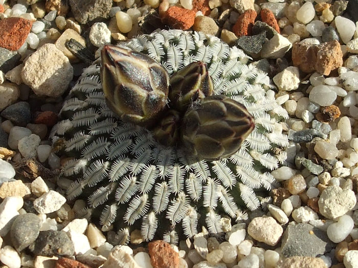 Pelecyphora pseudopectinata - Cactusi 2014