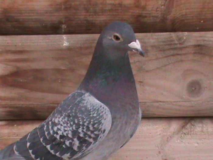 DSC00389; herman brinkman
