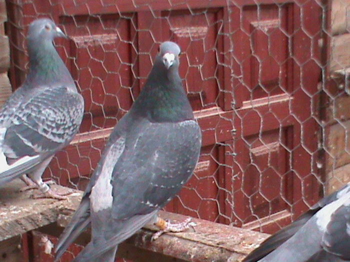 DSC00391; festila ioan
