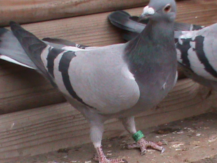 DSC00392; brebene constantin
