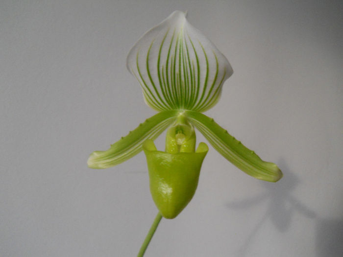 DSCN0474 - paphiopedilum