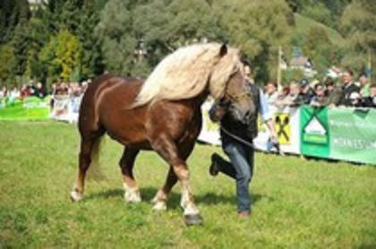 49609886_UGGTVCFJK - Alta pasiune CAIII