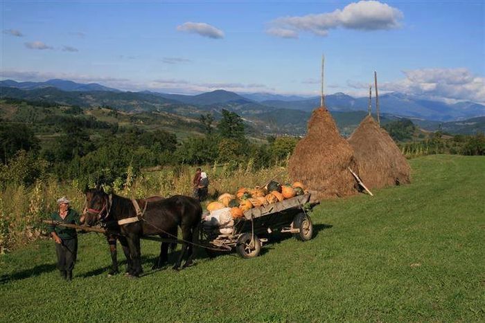 10806_1407234269530410_986758667_n - Aceiasi viata la tara