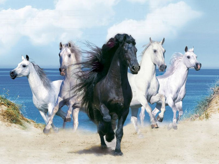 Caballos en Mar-243381_800 - Alta pasiune CAIII