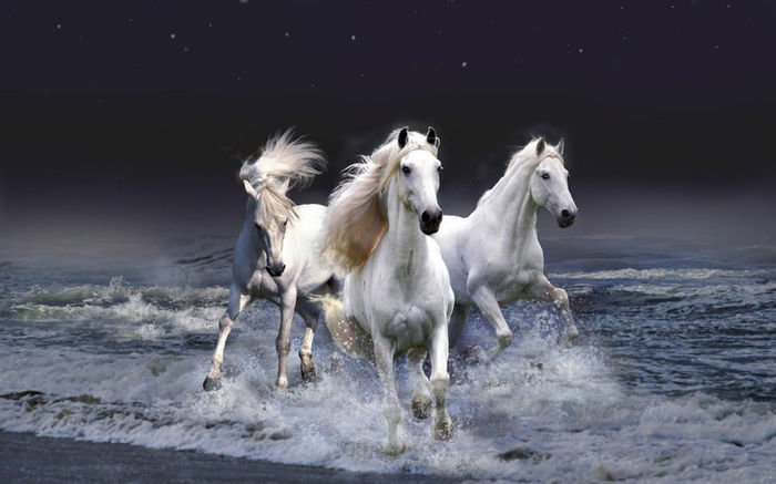 caballos-blancos-saliendo-del-mar-gara - Alta pasiune CAIII