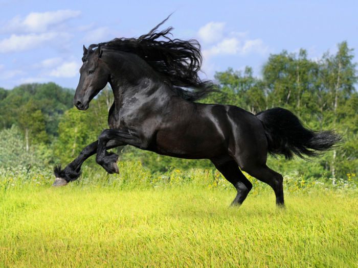 Horses_wallpapers_5