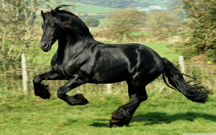 imagens-de-cavalos-em-hd-7 - Alta pasiune CAIII