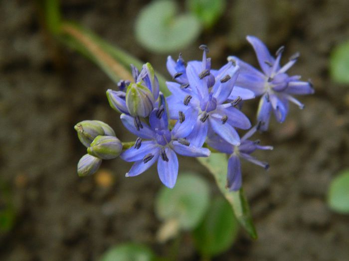 DSCN2338 viorea (albastrea)