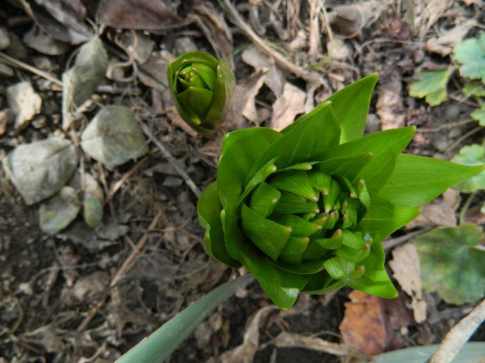 DSCN2357 fritillaria imperialis