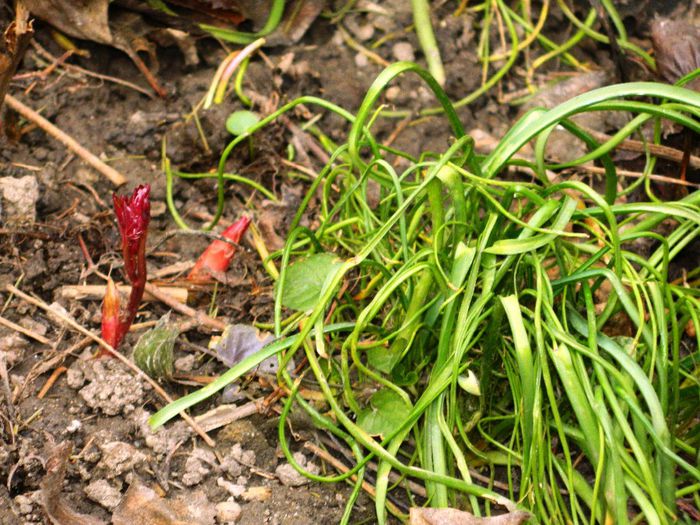 DSCN2367 - FEBRUARIE 2014