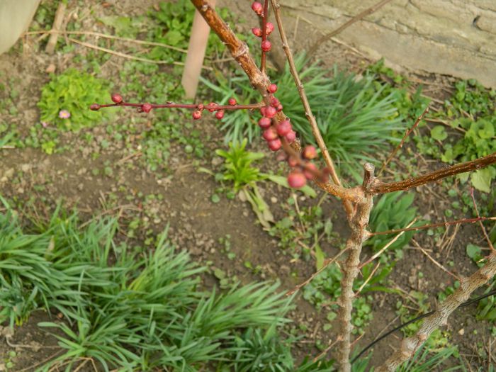 DSCN2371 cais - FEBRUARIE 2014