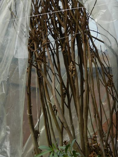 DSCN2376 - FEBRUARIE 2014