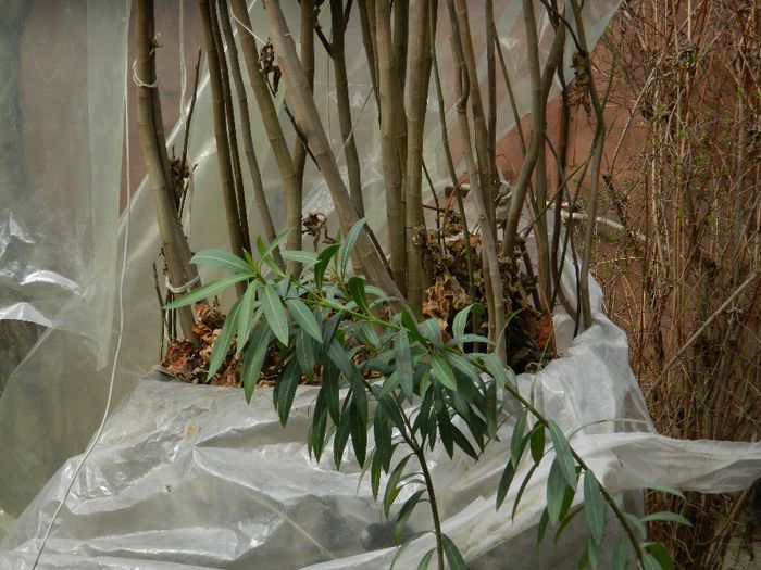 DSCN2377 - FEBRUARIE 2014