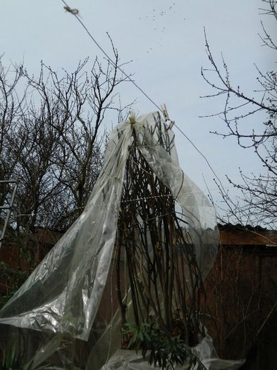 DSCN2378 - FEBRUARIE 2014