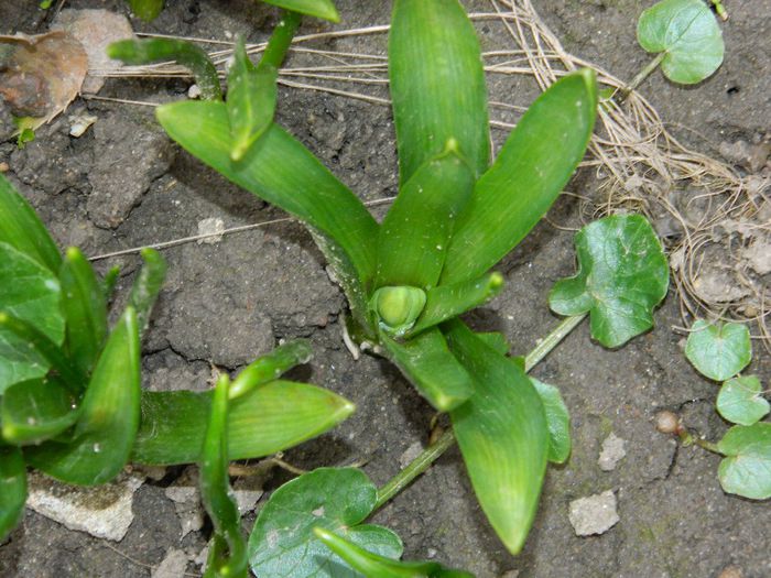 DSCN2383 - FEBRUARIE 2014