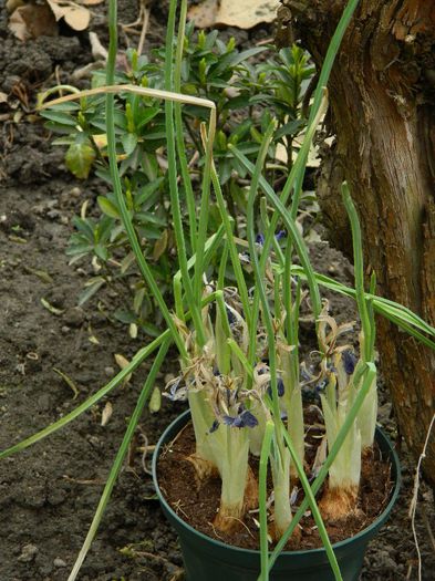 DSCN2386 - FEBRUARIE 2014