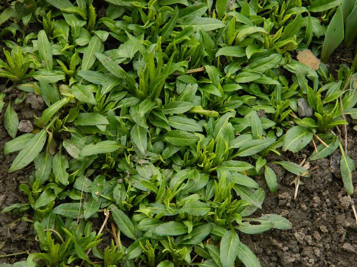 DSCN2387 - FEBRUARIE 2014